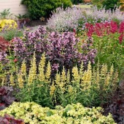 High Country Gardens -High Country Gardens poquito butter yellow agastache 2