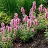 Poquito™ Lavender Agastache 1 Poquito™ Lavender Agastache -High Country Gardens poquito lavender agastache garden
