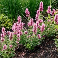 High Country Gardens 33 Poquito™ Lavender Agastache