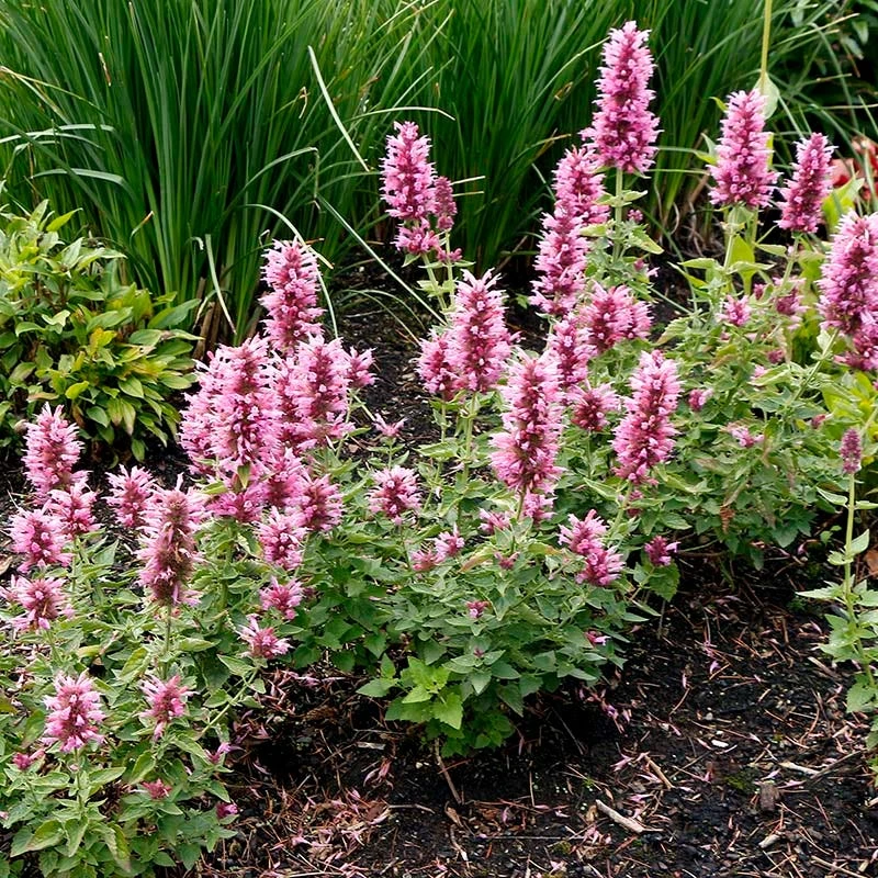 Poquito™ Lavender Agastache 3 Poquito™ Lavender Agastache