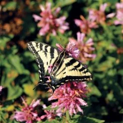 High Country Gardens -High Country Gardens poquito lavender agastache pollinator