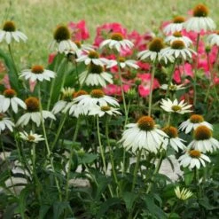 PowWow® White Echinacea -High Country Gardens pow wow white echinacea