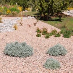 Powis Castle Artemisia 13 Powis Castle Artemisia -High Country Gardens powis castle andrea nm