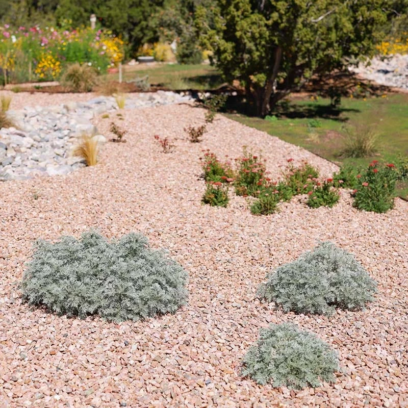 Powis Castle Artemisia 8 Powis Castle Artemisia - Image 6