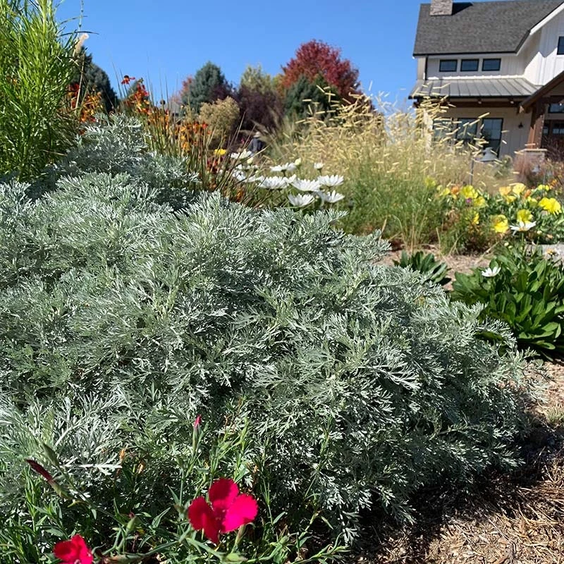 Powis Castle Artemisia 7 Powis Castle Artemisia - Image 5