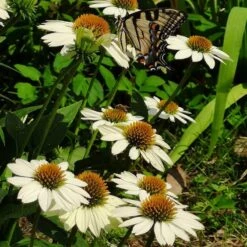 PowWow® White Echinacea -High Country Gardens powwow white coneflower 1