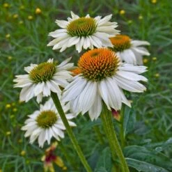 PowWow® White Echinacea -High Country Gardens powwow white echinacea walters garden 1