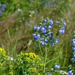 Prairie Salvia 11 Prairie Salvia -High Country Gardens prairie salvia hummingbird