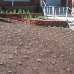 Prestige™ Buffalo Grass Plugs -High Country Gardens prestige just planted plugs close 1