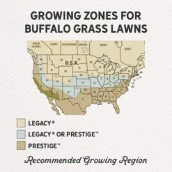 Prestige™ Buffalo Grass Plugs -High Country Gardens prestige and legacy gph regions 1