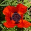 Prince Of Orange Oriental Poppy 1 Prince Of Orange Oriental Poppy -High Country Gardens prince of orange poppy pr1