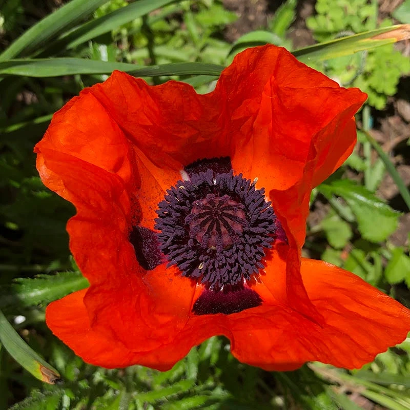 Prince Of Orange Oriental Poppy 3 Prince Of Orange Oriental Poppy