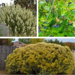 Habitat Shrub Collection For The West -High Country Gardens privacy shrub for the west perennial collection 5 5 23