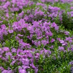 Purple Beauty Creeping Phlox 9 Purple Beauty Creeping Phlox -High Country Gardens purple beauty creeping phlox groundcover 4