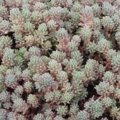 Succulent Groundcover Collection 11 Succulent Groundcover Collection -High Country Gardens purple form creeping sedum hispanicum creeping