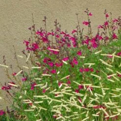 Raspberry Delight® Salvia 8 Raspberry Delight® Salvia -High Country Gardens rasberry delight hybrid bush sage withornamentalgrass 1