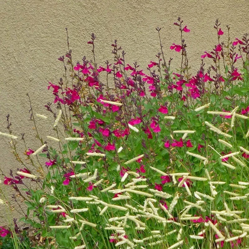 Raspberry Delight® Salvia 5 Raspberry Delight® Salvia - Image 3
