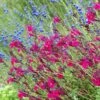 Raspberry Delight® Salvia 1 Raspberry Delight® Salvia -High Country Gardens raspberry delight salvia hero 1 1