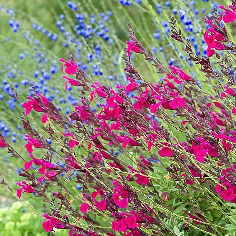 Raspberry Delight® Salvia 3 Raspberry Delight® Salvia