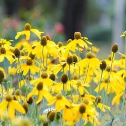Colorado Perennial Collection -High Country Gardens ratibida pinnata sq