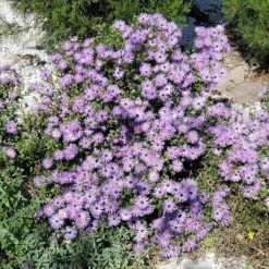 Superstar Aster Collection -High Country Gardens raydons favorite pr cropped
