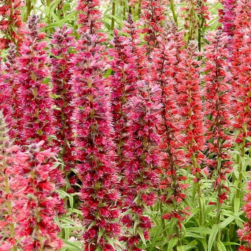 Red Feathers (Echium) 5 Red Feathers (Echium) - Image 3