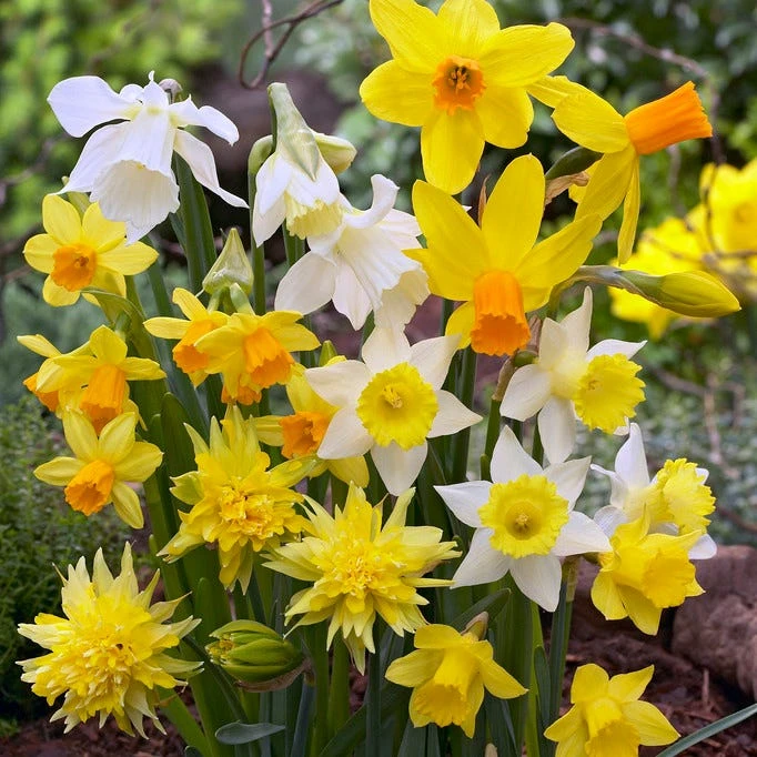 Rock Garden Bulb Collection 4 Rock Garden Bulb Collection - Image 2