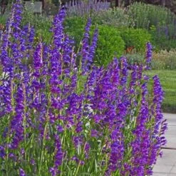 Colorado Perennial Collection -High Country Gardens rocky mountain penstemon strictus