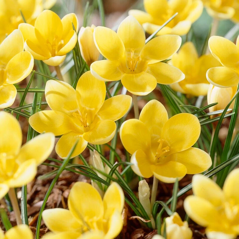 Romance Crocus 3 Romance Crocus