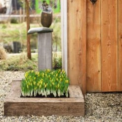 Romance Crocus 11 Romance Crocus -High Country Gardens romance crocus 5