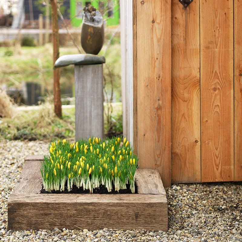 Romance Crocus 7 Romance Crocus - Image 5