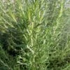Super Arp Rosemary -High Country Gardens rosemary officinalis super arp 1