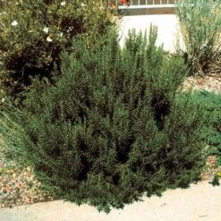 Super Arp Rosemary -High Country Gardens rosemary officinalis super arp 2