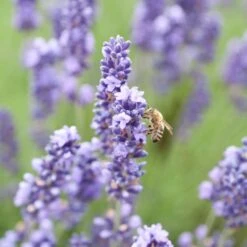 Royal Velvet English Lavender -High Country Gardens royal velvet english lavender bee