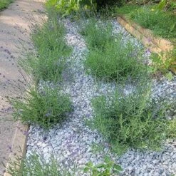 Royal Velvet English Lavender -High Country Gardens royal velvet pr hellstrip