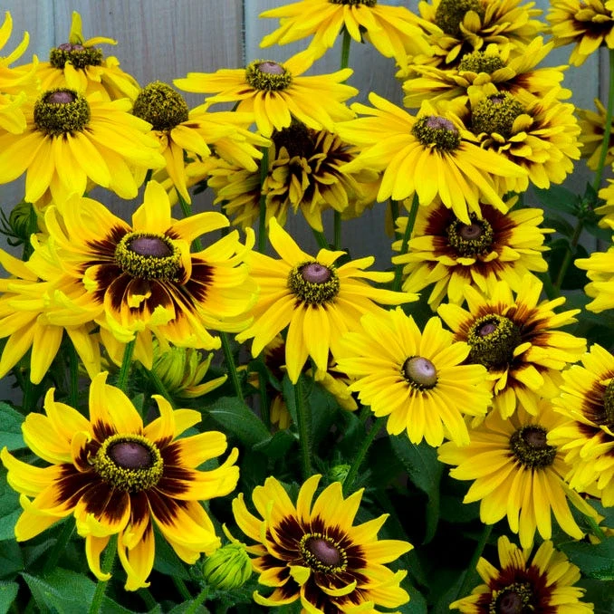Denver Daisy Black Eyed Susan 3 Denver Daisy Black Eyed Susan
