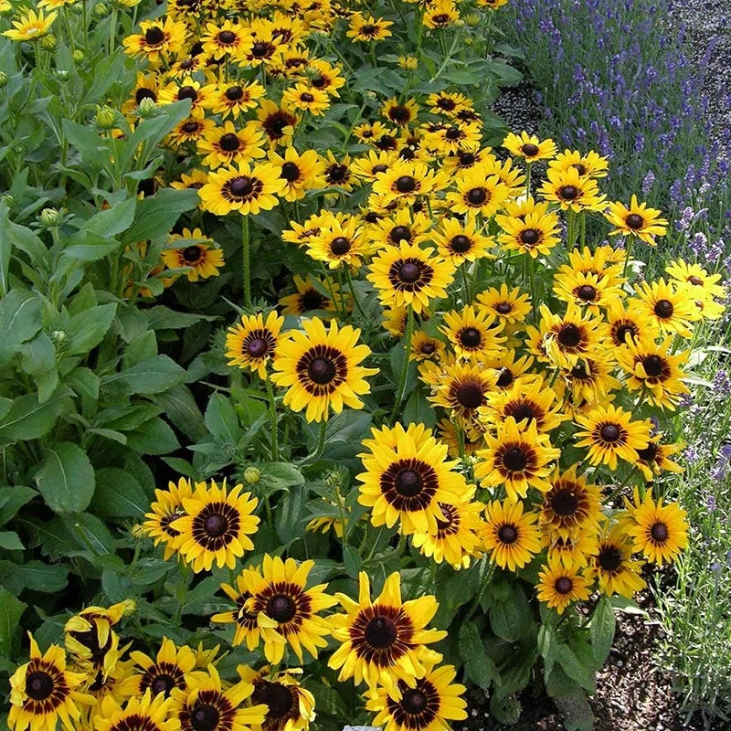 Denver Daisy Black Eyed Susan 5 Denver Daisy Black Eyed Susan - Image 3
