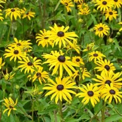 Butterfly Paradise Pre-Planned Cottage Garden 15 Butterfly Paradise Pre-Planned Cottage Garden -High Country Gardens rudbeckia fulgida goldsturm yellow blooms