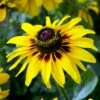 FireSmart Collection - Zone 2 -High Country Gardens rudbeckia hirta black eyed susan denver daisy