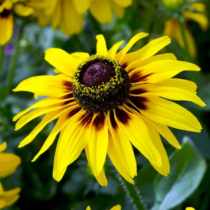 FireSmart Collection - Zone 2 3 FireSmart Collection - Zone 2