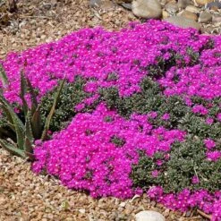 Creeping Shrubby Ice Plant (Ruschia) 9 Creeping Shrubby Ice Plant (Ruschia) -High Country Gardens ruschia pulvinaris 4