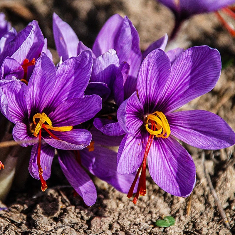 Saffron Crocus 3 Saffron Crocus