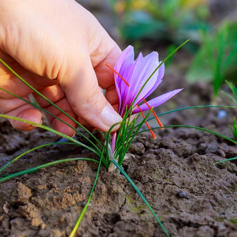 Saffron Crocus 6 Saffron Crocus - Image 4