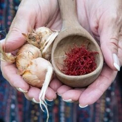 Saffron Crocus 11 Saffron Crocus -High Country Gardens saffron crocus 5