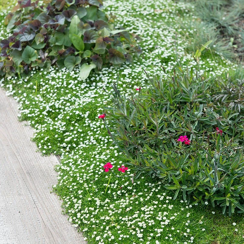 Green Irish Moss (Sagina) 4 Green Irish Moss (Sagina) - Image 2