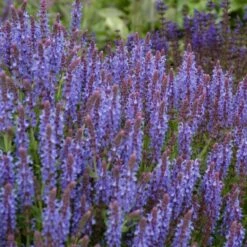 Blue Hill Salvia -High Country Gardens salvia blue hill sage vami04296