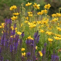 High Country Meadow Native Wildflower Seed Mix -High Country Gardens salvia coreopsis meadow