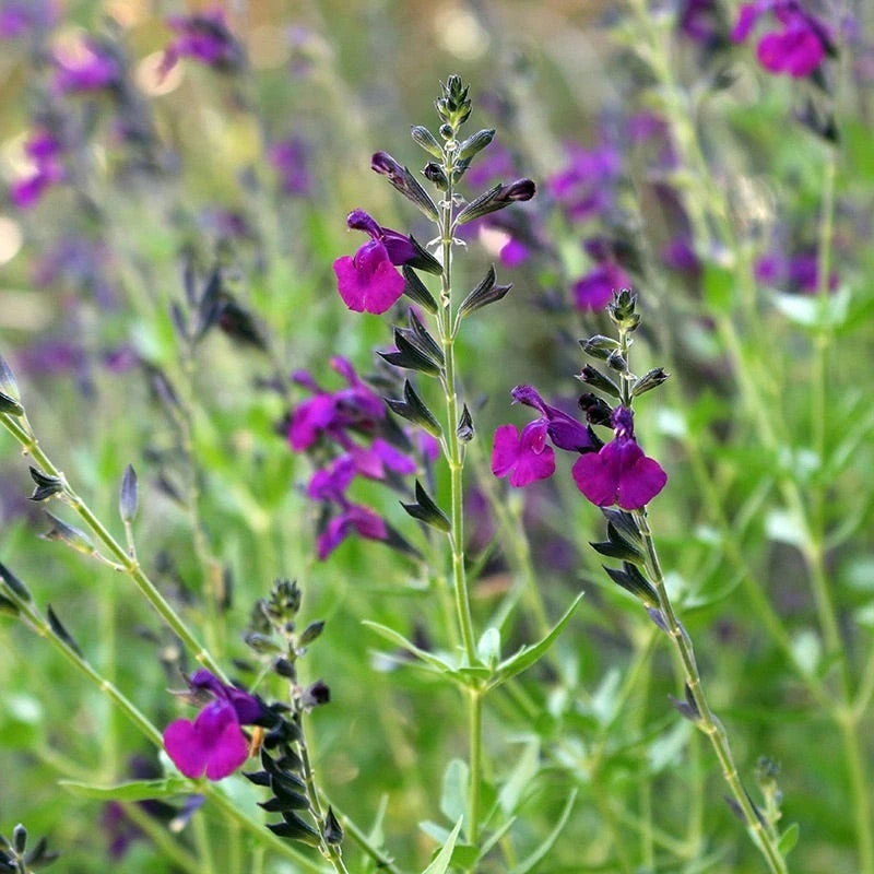 FlowerKisser® Dark Shadows Salvia 6 FlowerKisser® Dark Shadows Salvia - Image 4