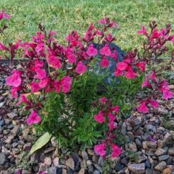 Cold Hardy Pink Texas Salvia 8 Cold Hardy Pink Texas Salvia -High Country Gardens salvia greggii 2