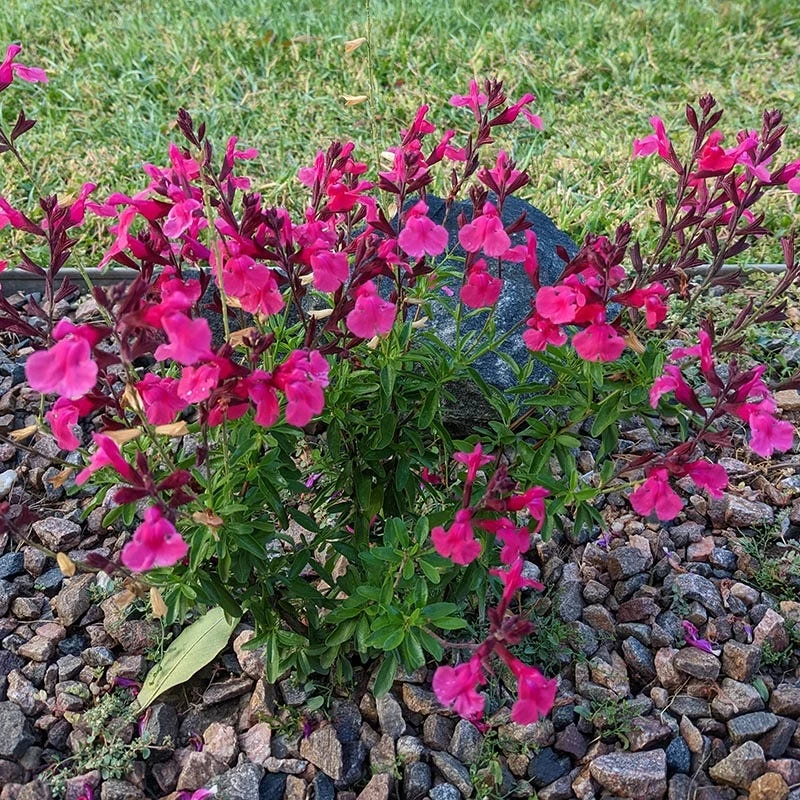 Cold Hardy Pink Texas Salvia 5 Cold Hardy Pink Texas Salvia - Image 3